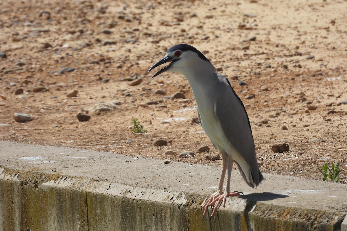 Black-crowned Night Heron - ML622398978