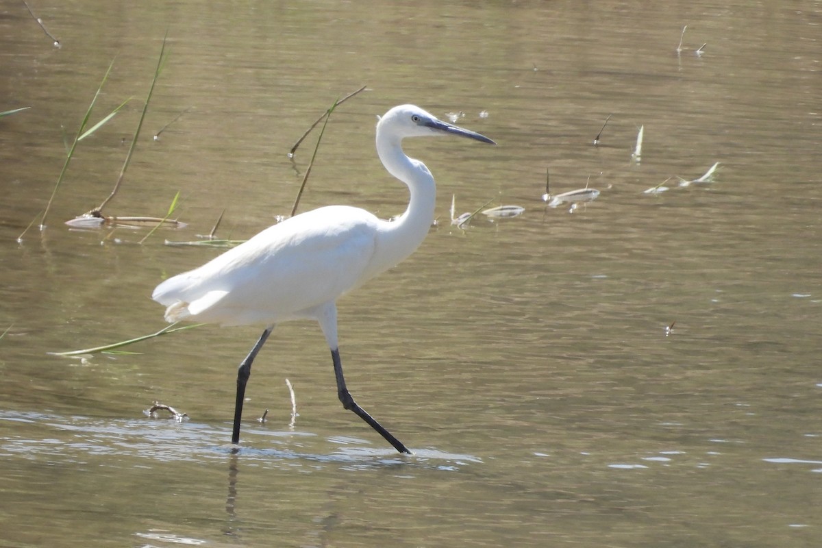 Little Egret - ML622398992