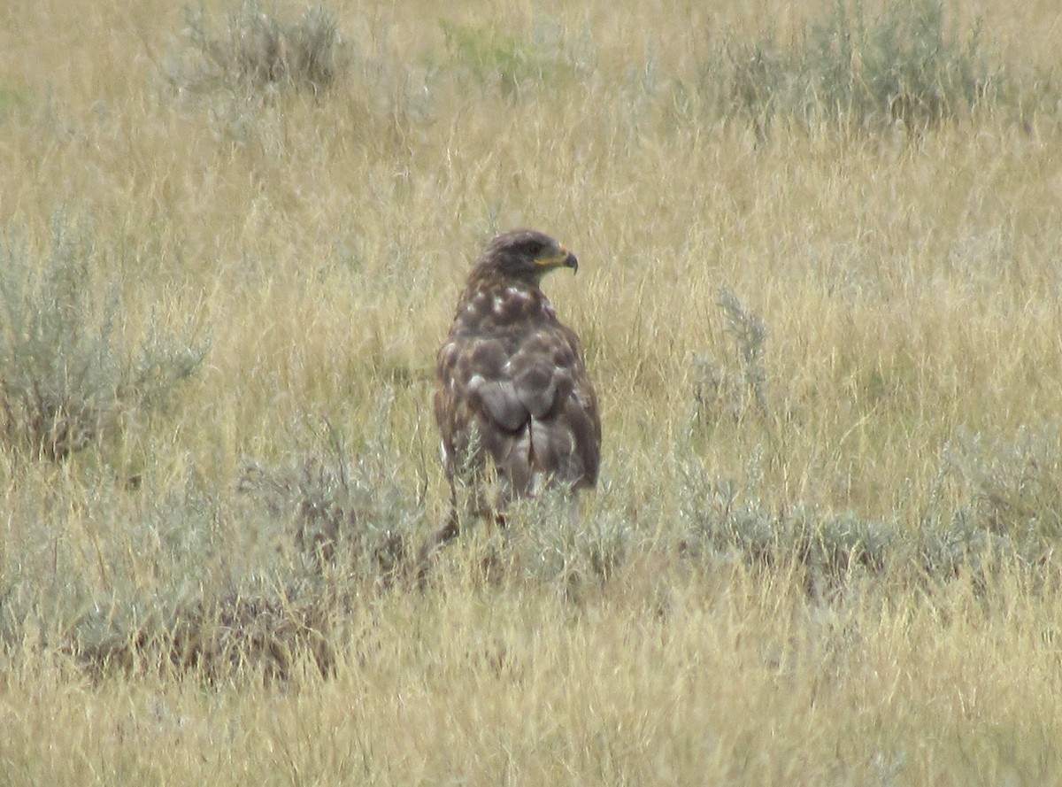 Königsbussard - ML622399001