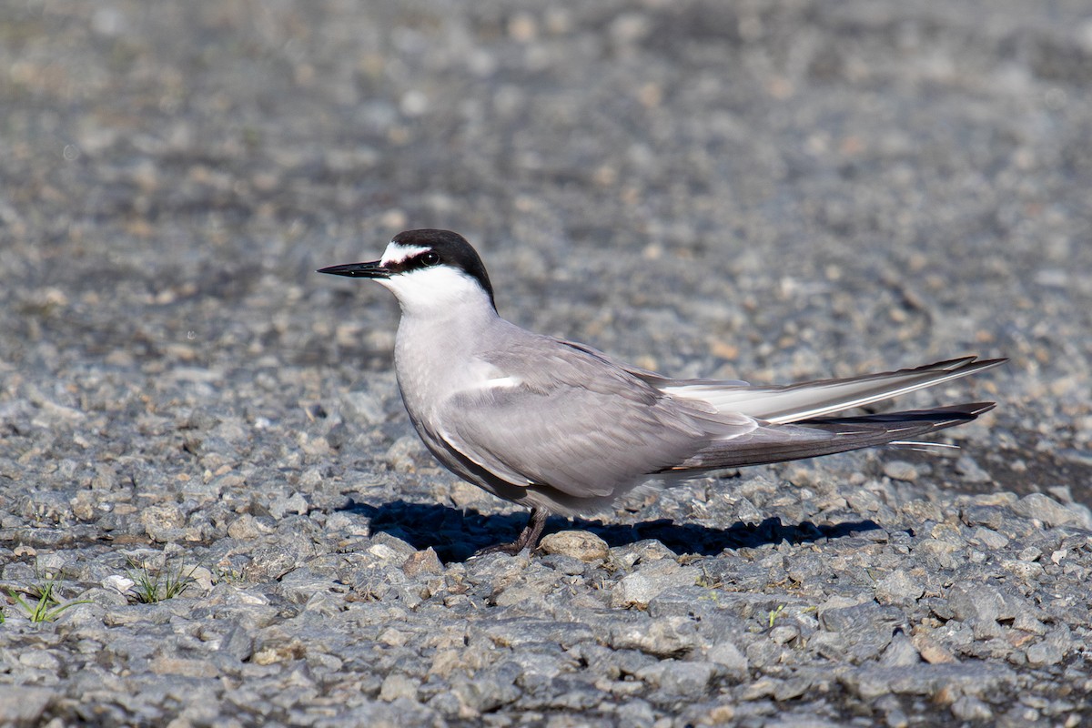 Aleutian Tern - ML622399002