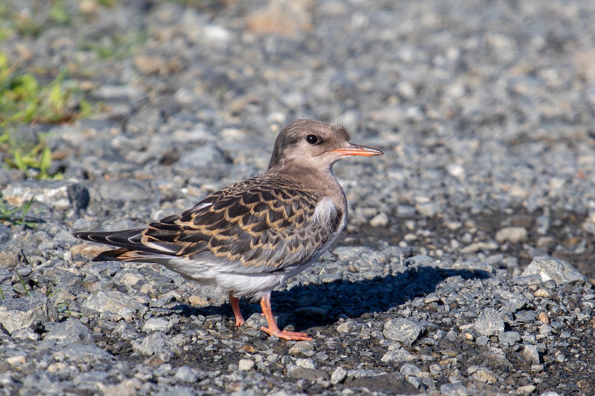 Aleutian Tern - Robin Corcoran