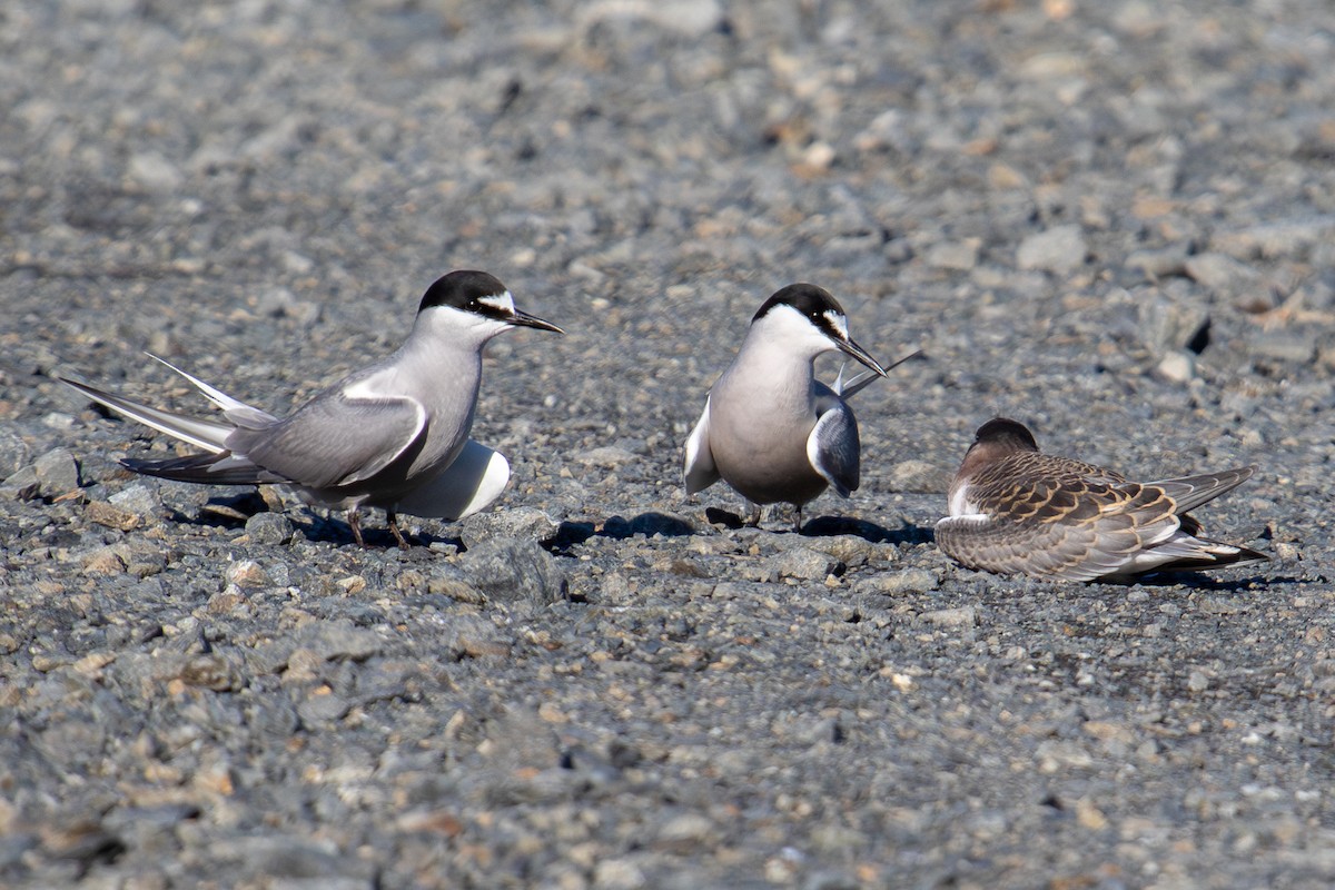 Aleutian Tern - ML622399007