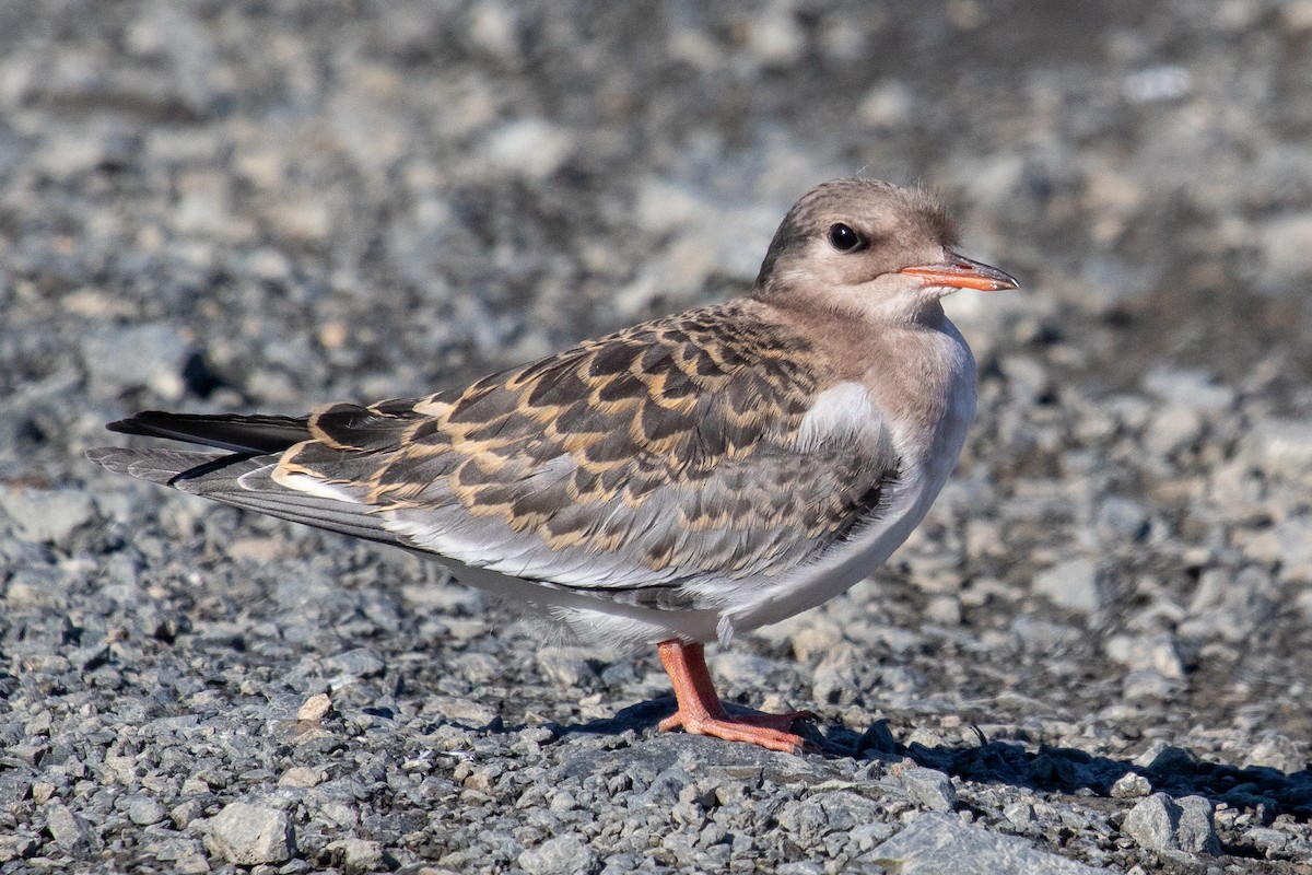 Aleutian Tern - ML622399008