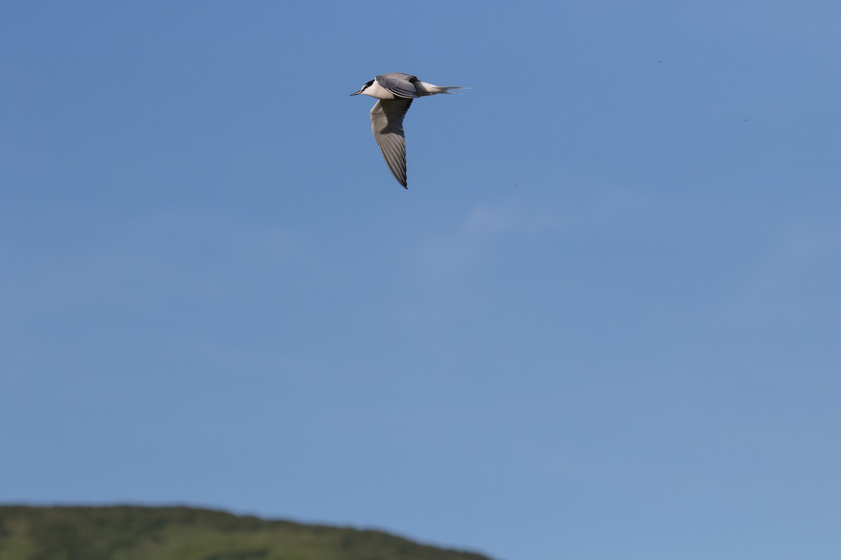 Aleutian Tern - ML622399012