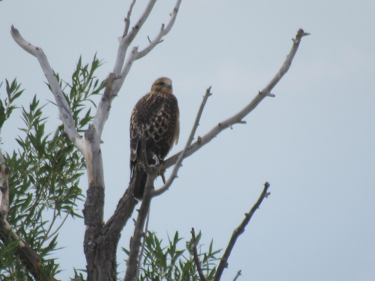 Swainson's Hawk - Laurel Armstrong