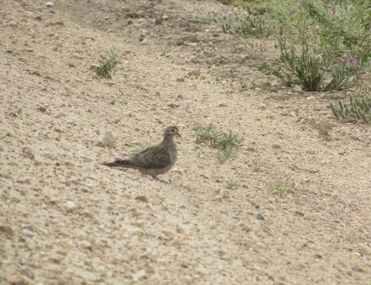 Mourning Dove - Laurel Armstrong