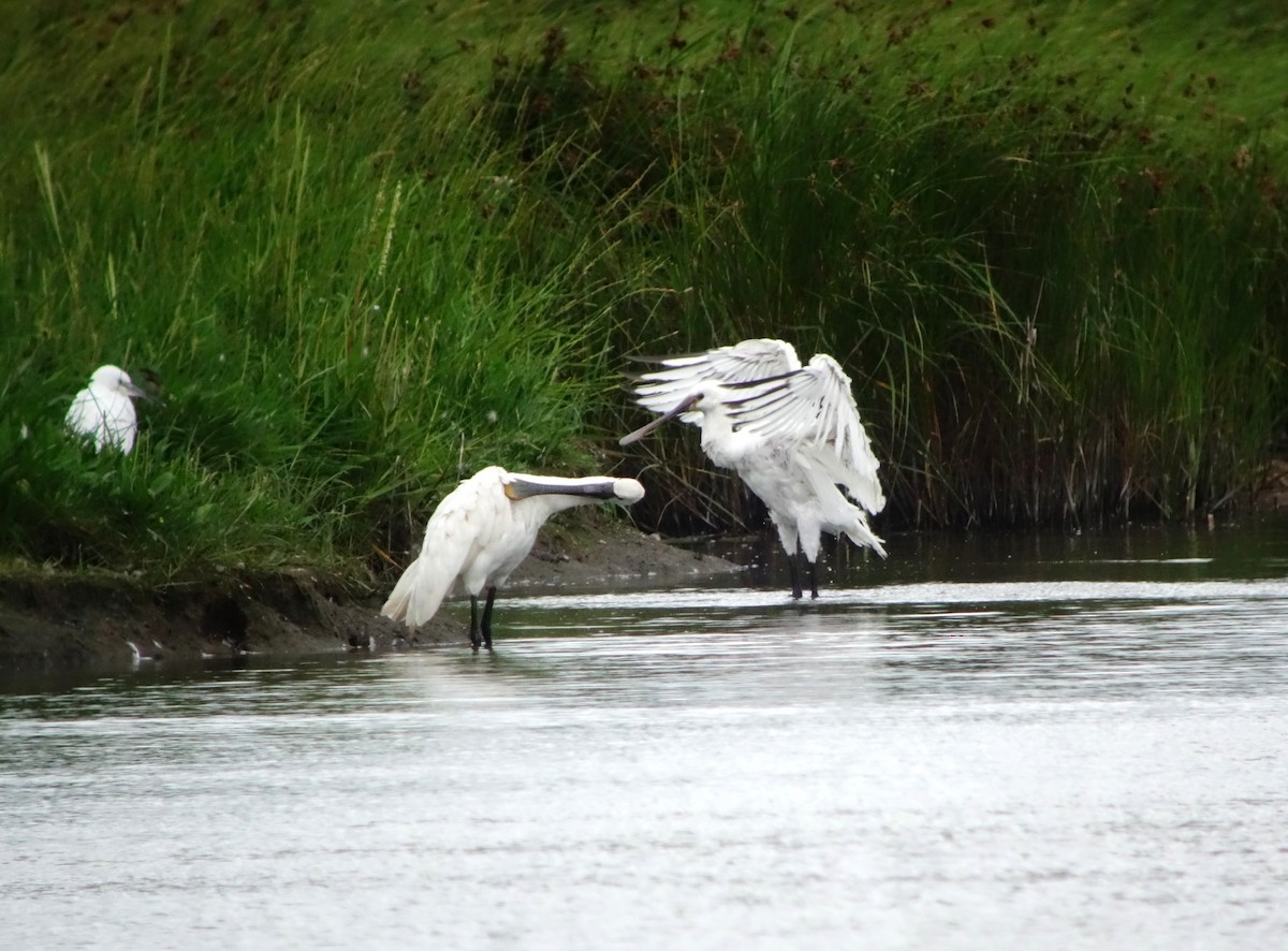 Eurasian Spoonbill - ML622399042