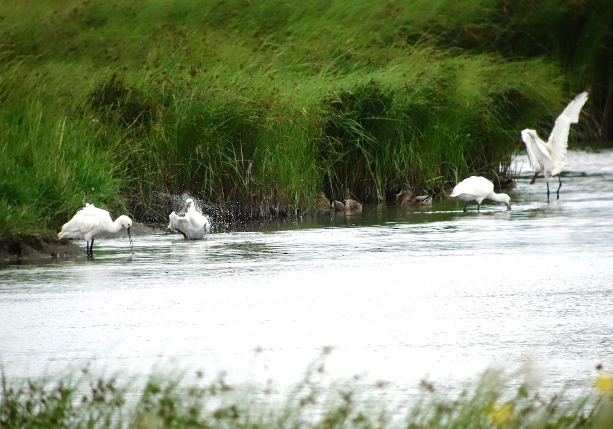 Eurasian Spoonbill - ML622399043