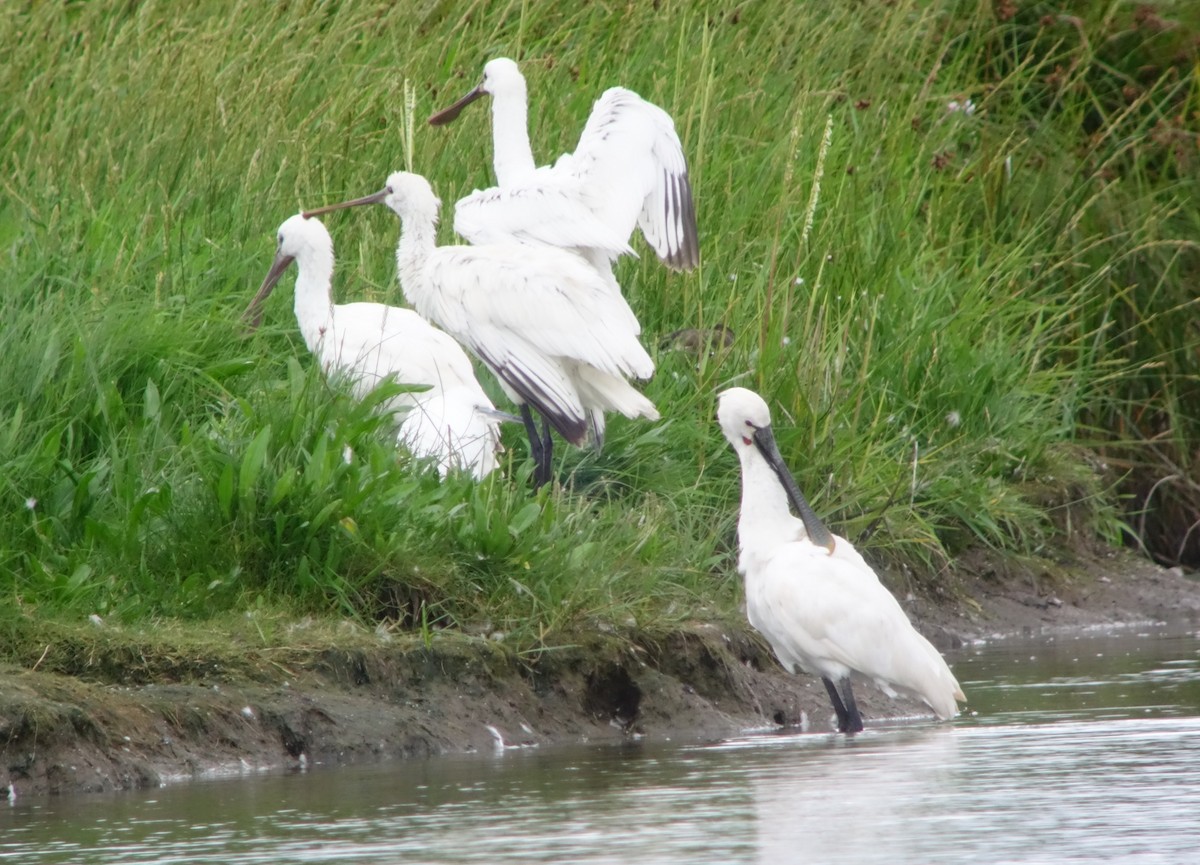 Eurasian Spoonbill - ML622399044