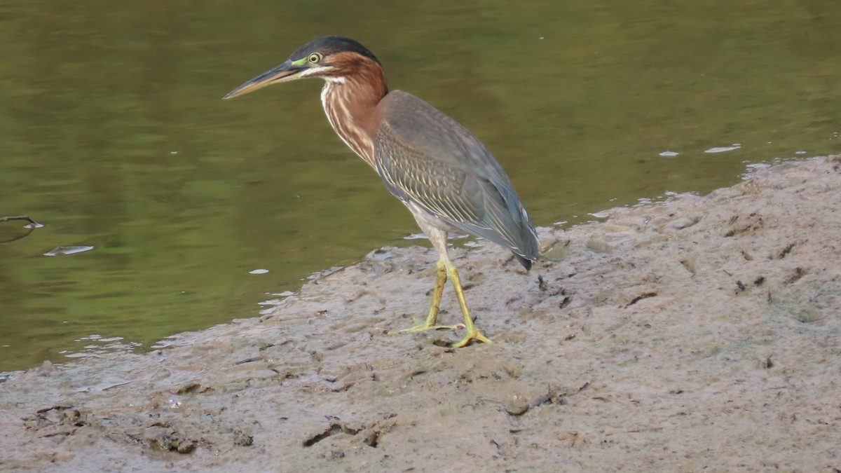 Green Heron - ML622399083