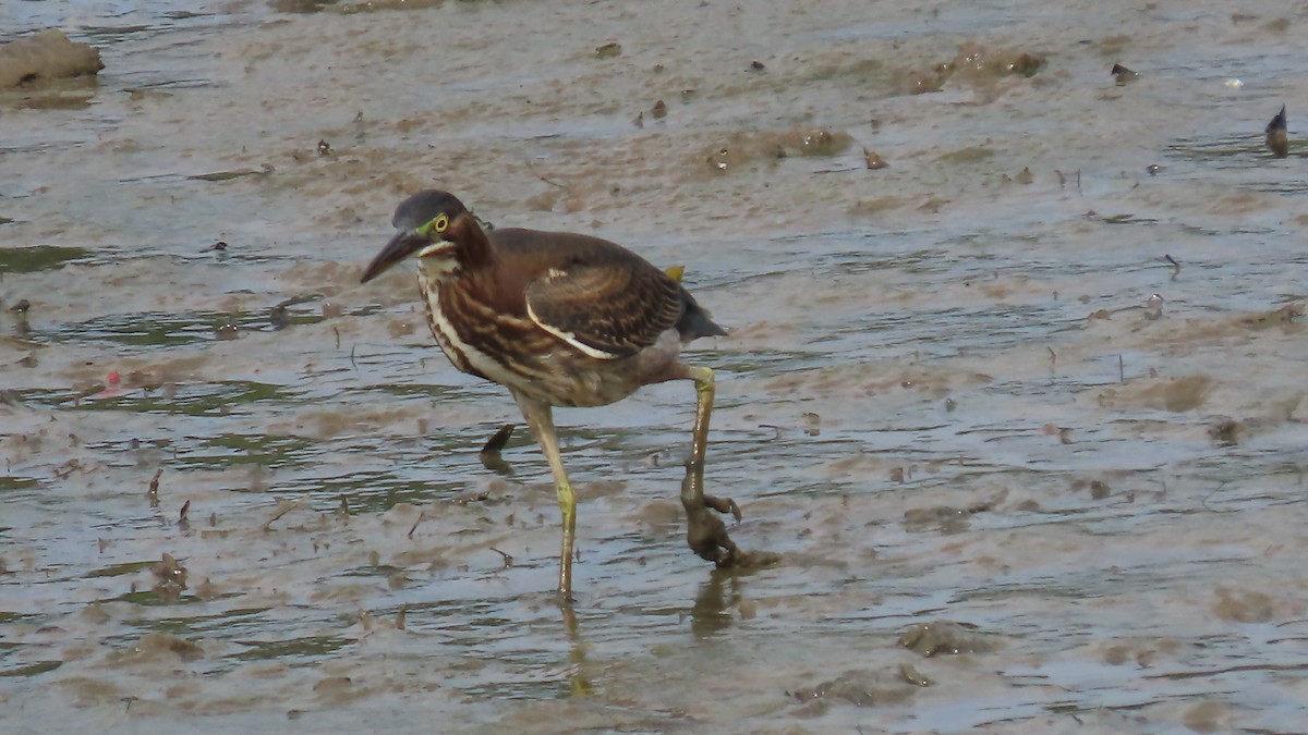 Green Heron - Vicki Nebes