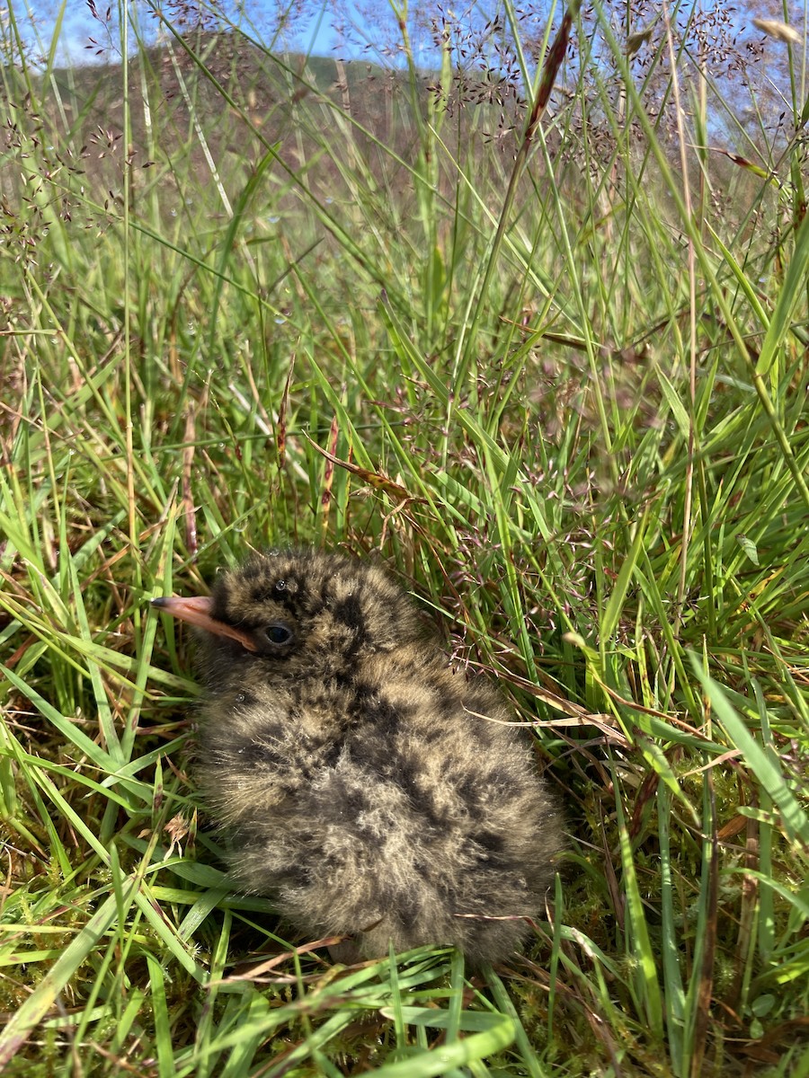 Aleutian Tern - ML622399089