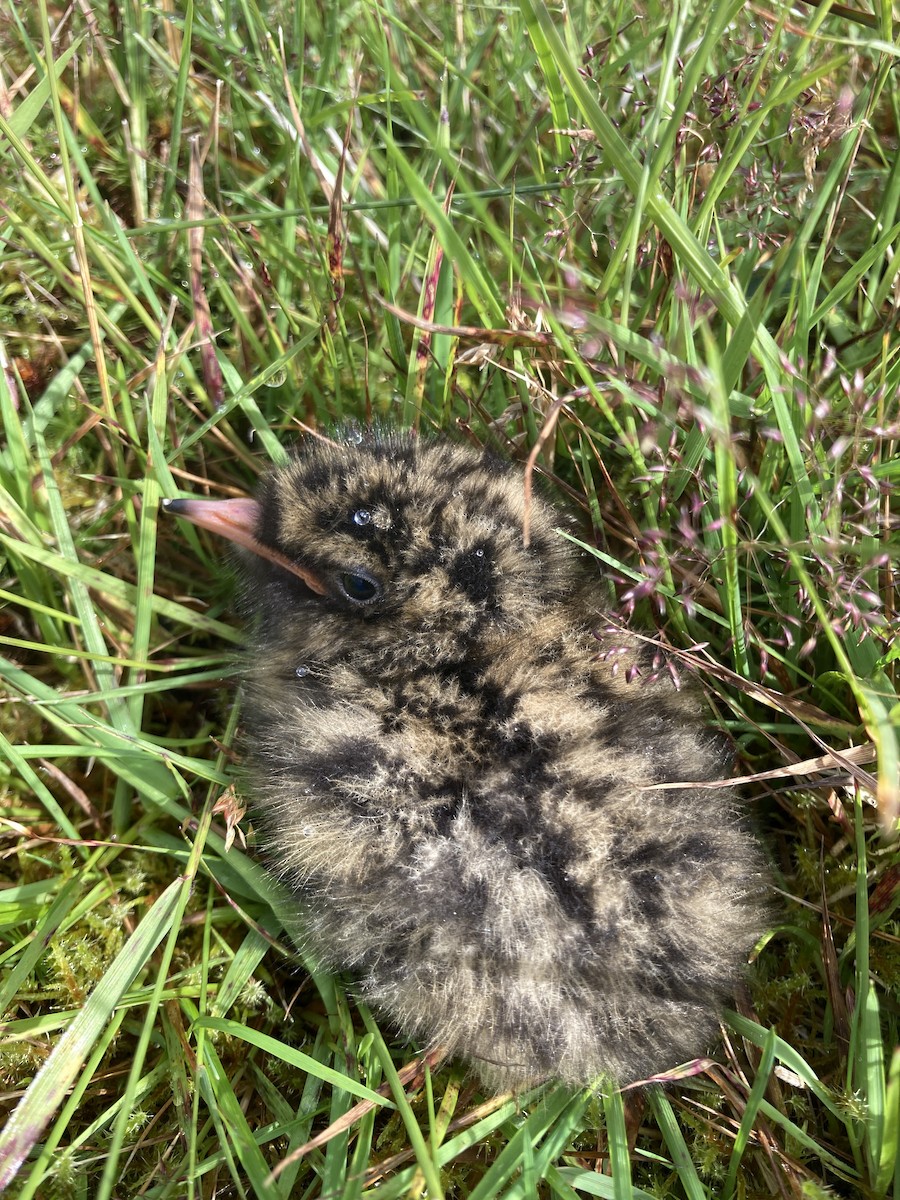 Aleutian Tern - ML622399090