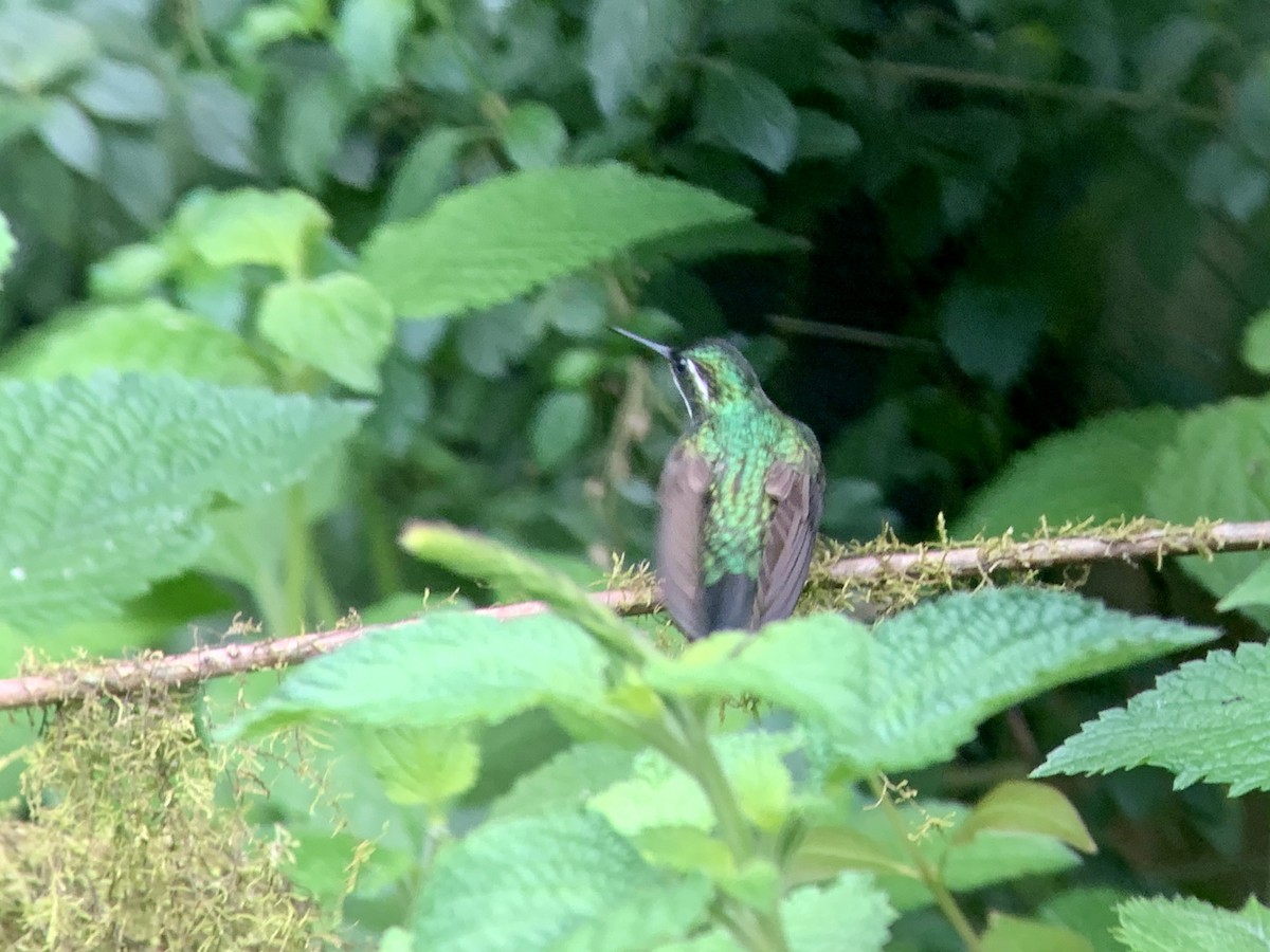 Colibri à ventre châtain (castaneoventris) - ML622399129