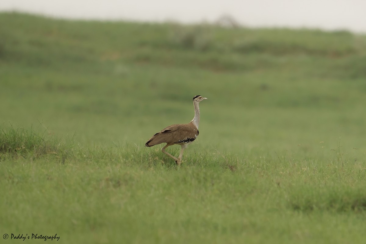 Great Indian Bustard - ML622399192