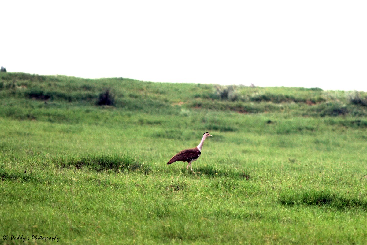 Great Indian Bustard - ML622399193