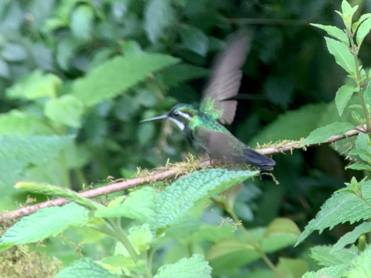 Colibri à ventre châtain (castaneoventris) - ML622399200