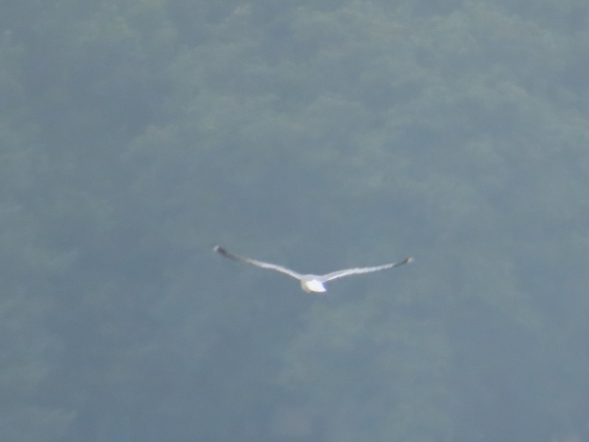 Short-billed Gull - ML622399242