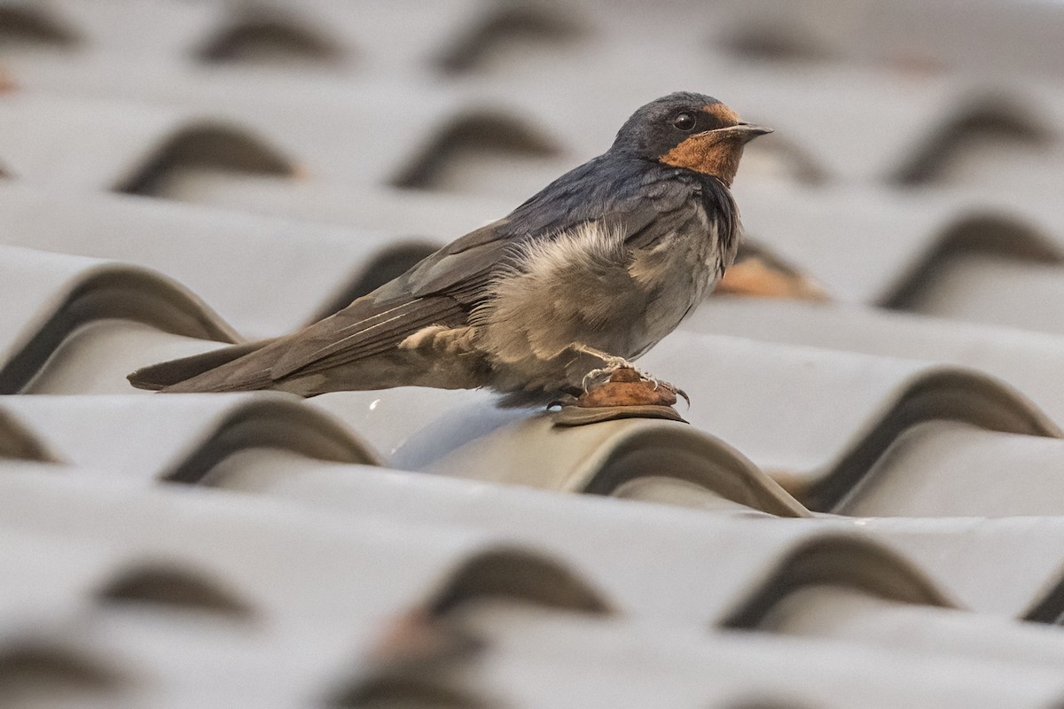 Angola Swallow - Robert Lockett