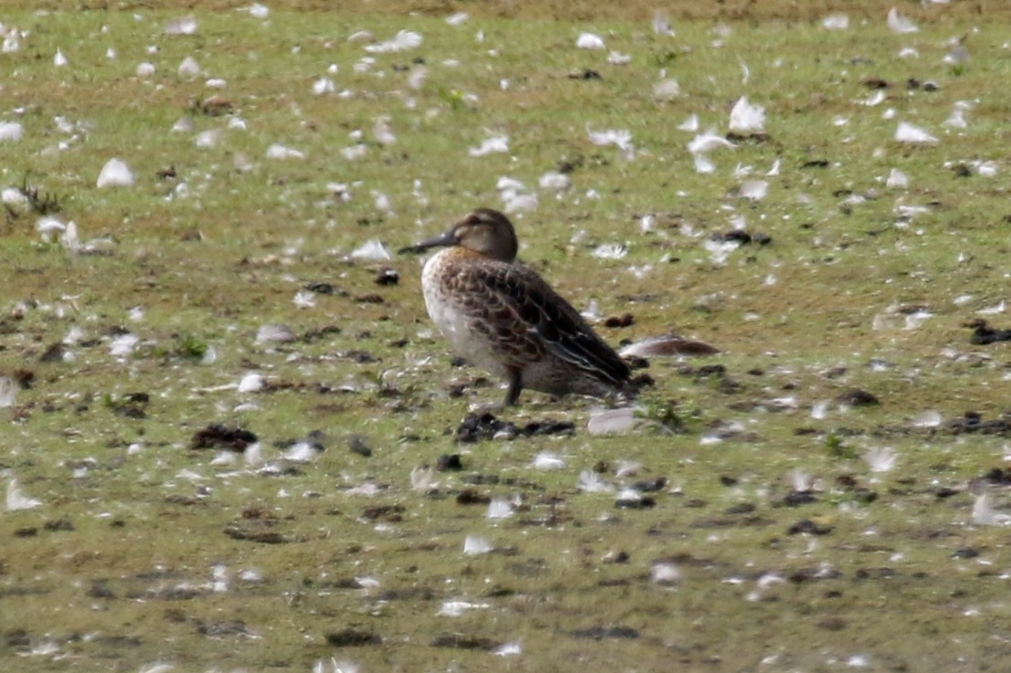 Garganey - ML622399284