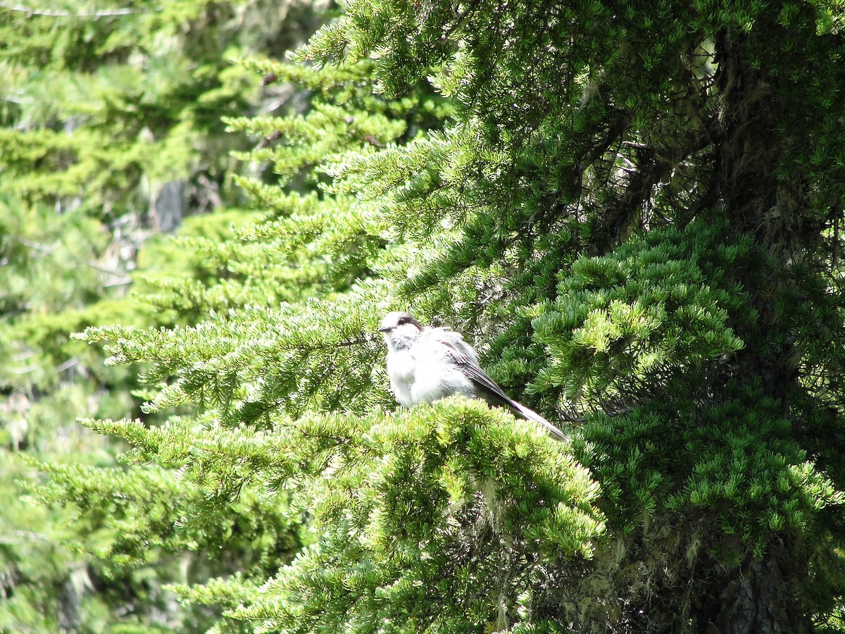 Canada Jay - ML622399294