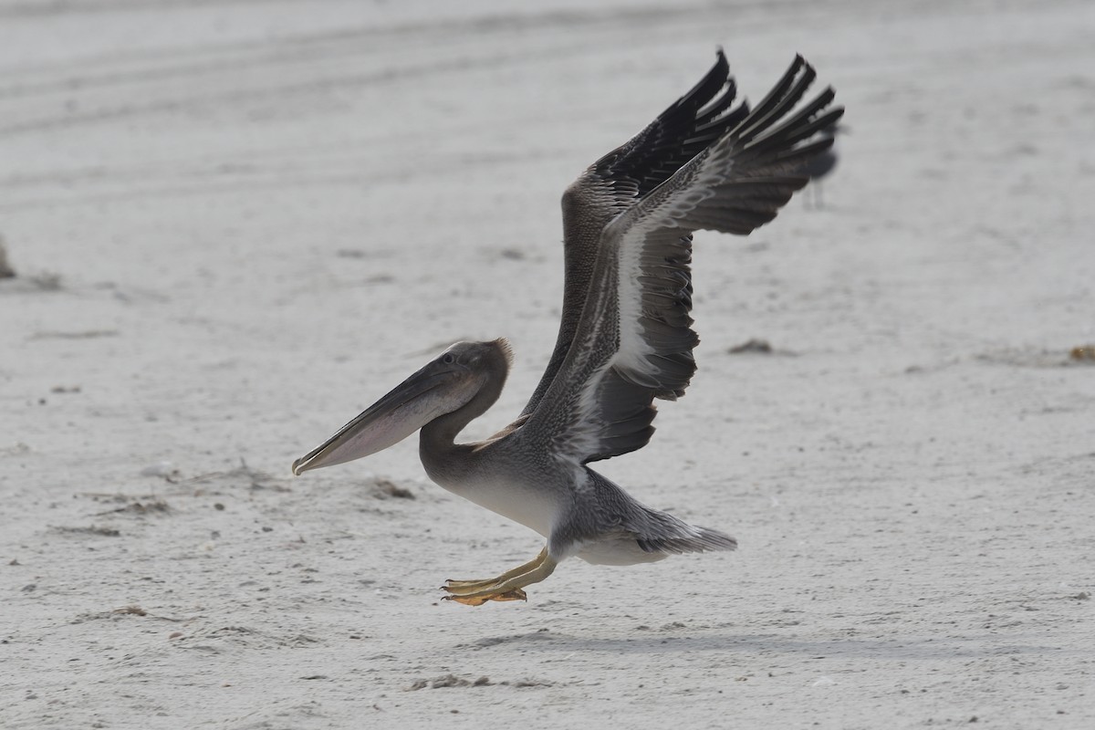 Brown Pelican - ML622399349