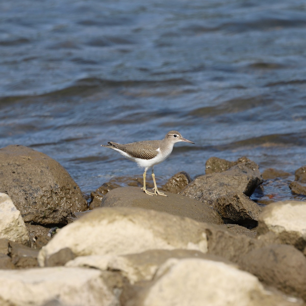 flekksnipe - ML622399371