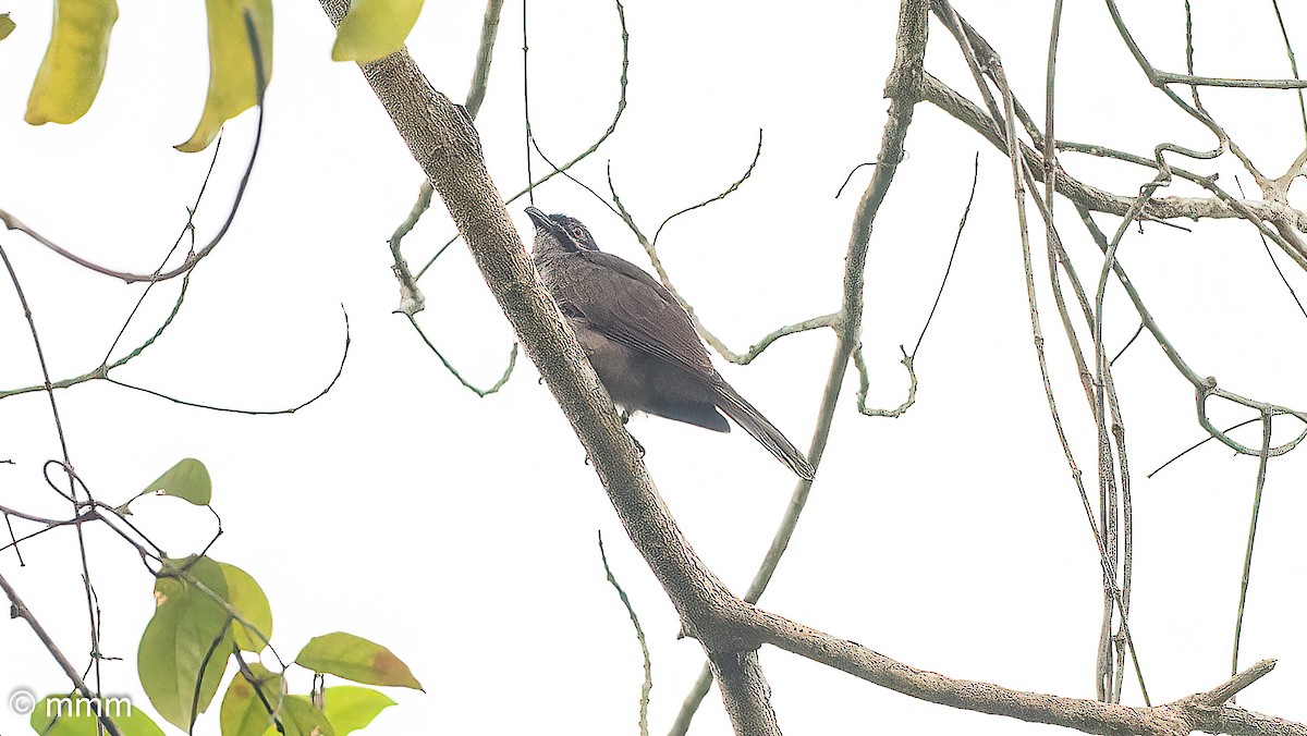 Dwarf Koel - ML622399383