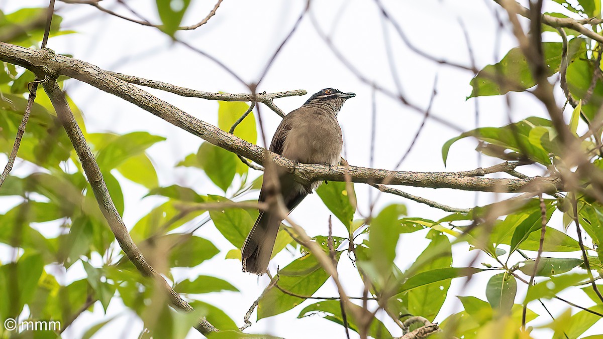 Dwarf Koel - ML622399384