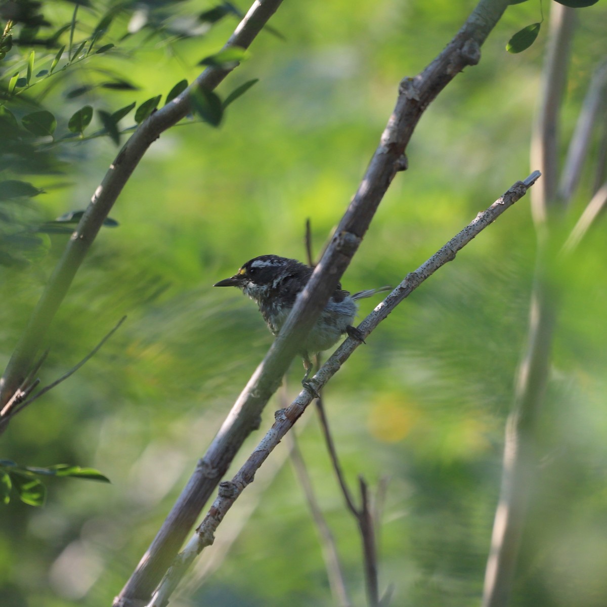 gråparula - ML622399401