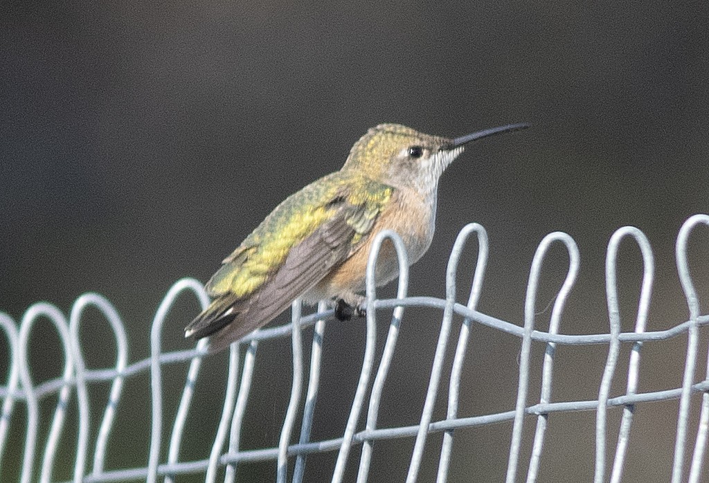 Colibrí Calíope - ML622399425