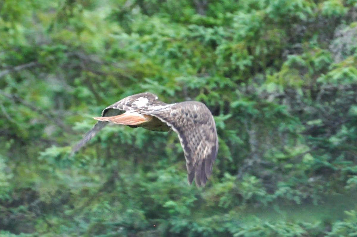 Red-tailed Hawk - Maryse Neukomm