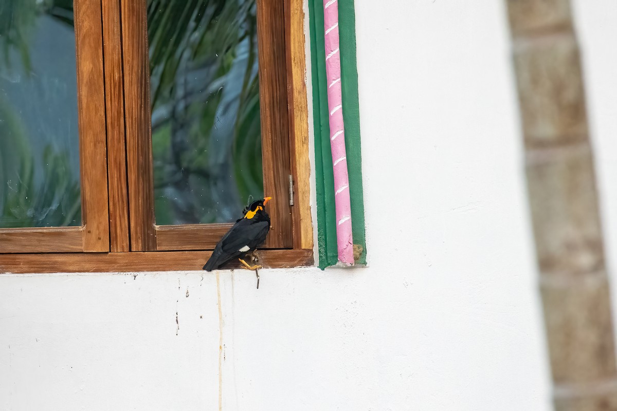 Common Hill Myna - Kalpesh Krishna