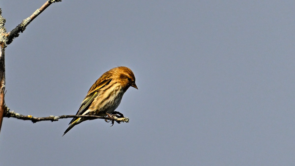 Pine Siskin - ML622399437