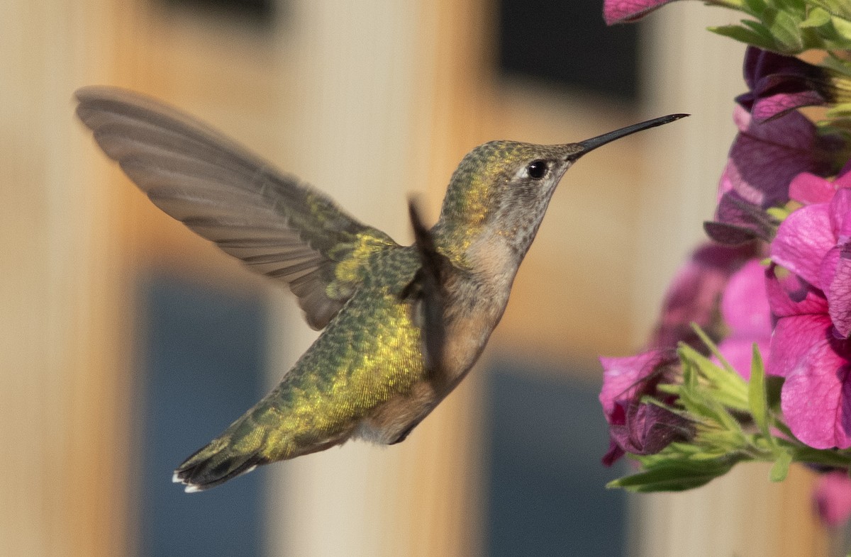 Colibrí Calíope - ML622399439