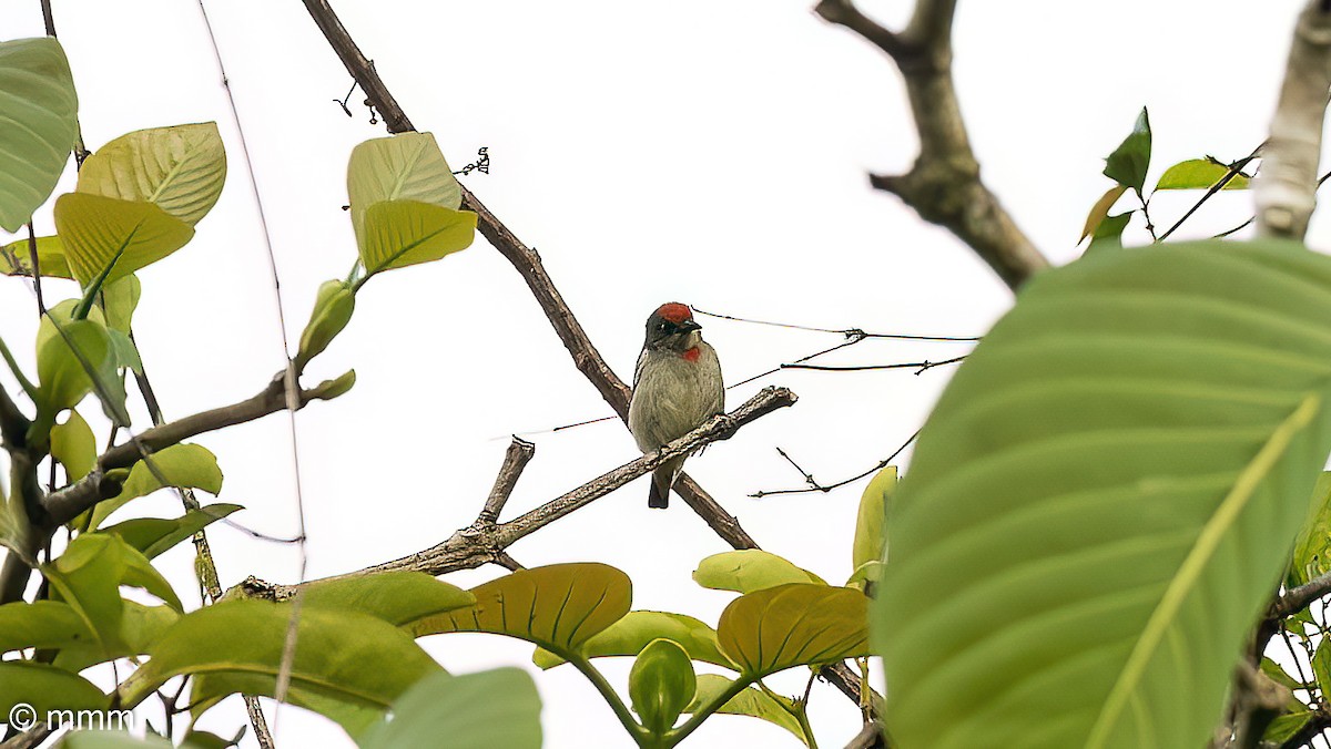 Red-capped Flowerpecker - ML622399442