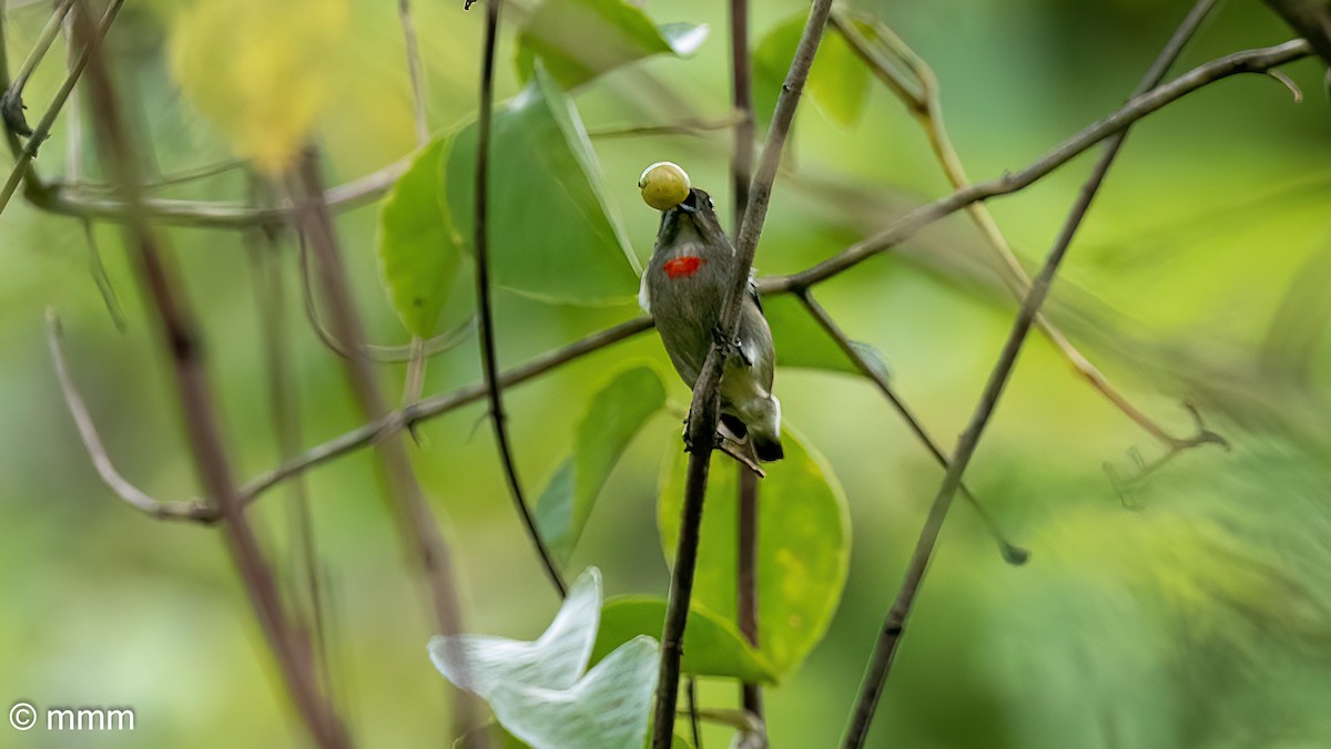 Red-capped Flowerpecker - ML622399443