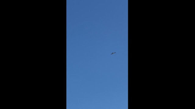 Swallow-tailed Kite - ML622399445