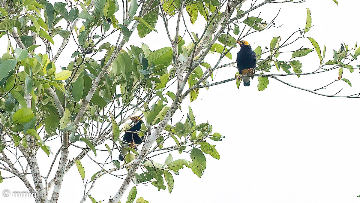 Yellow-faced Myna - ML622399446