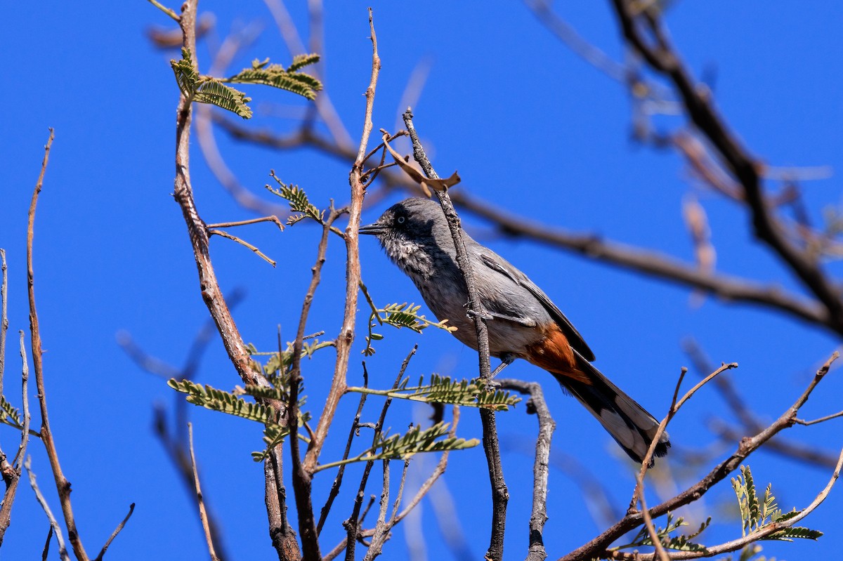 Chestnut-vented Warbler - Mike “Champ” Krzychylkiewicz