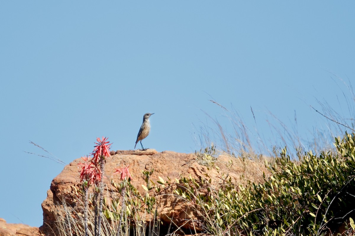 Sentinel Rock-Thrush - ML622399535