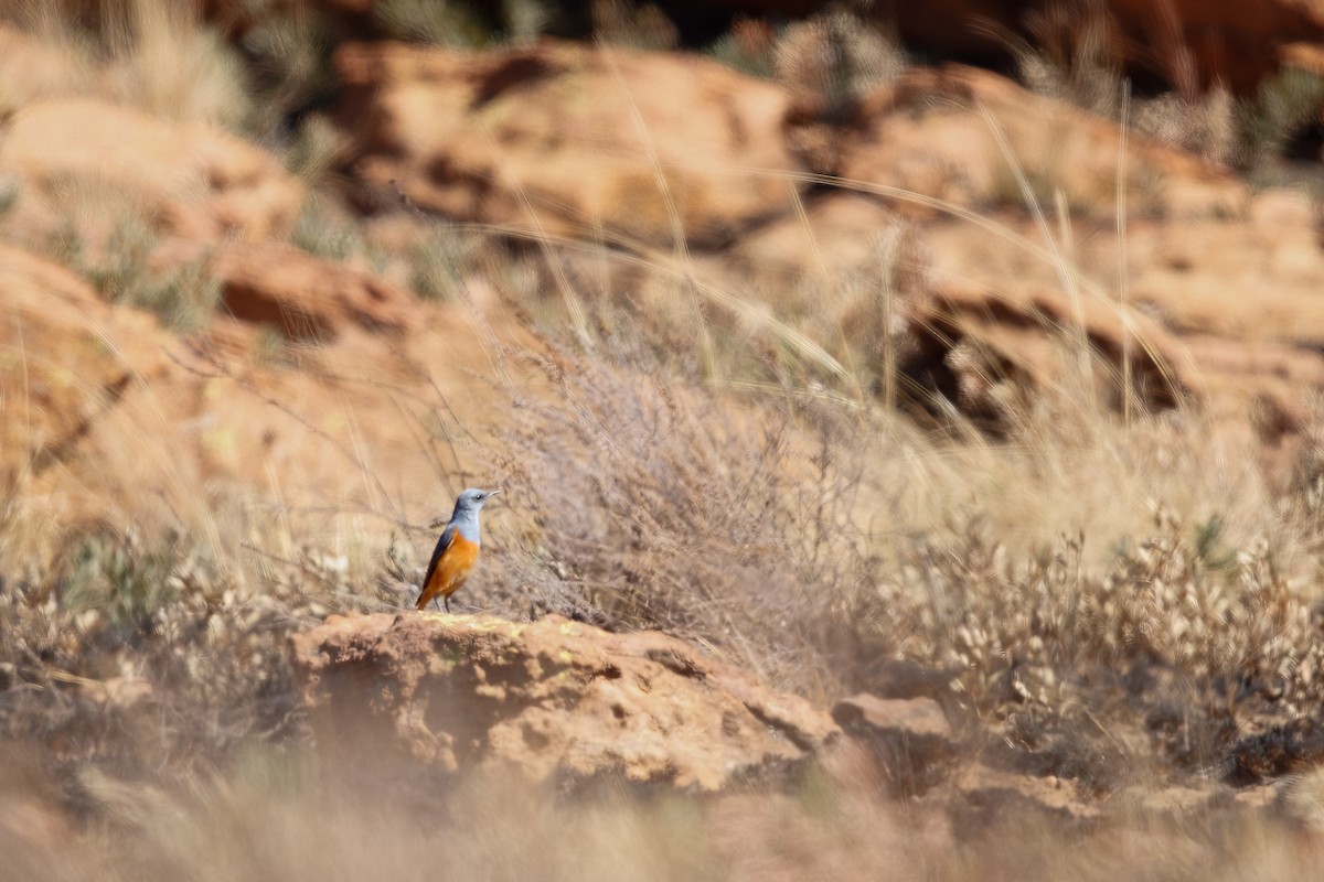 Sentinel Rock-Thrush - ML622399536