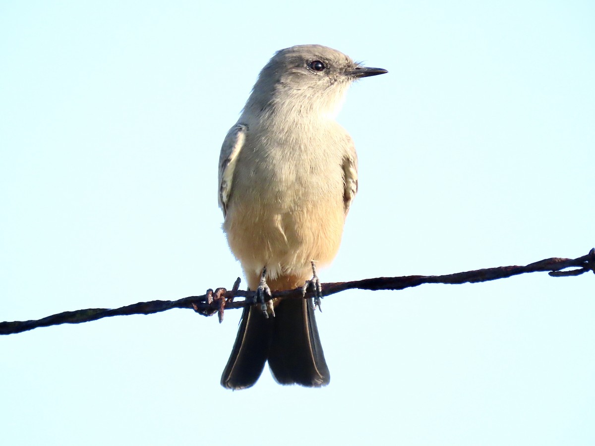 Say's Phoebe - Nancy Salem