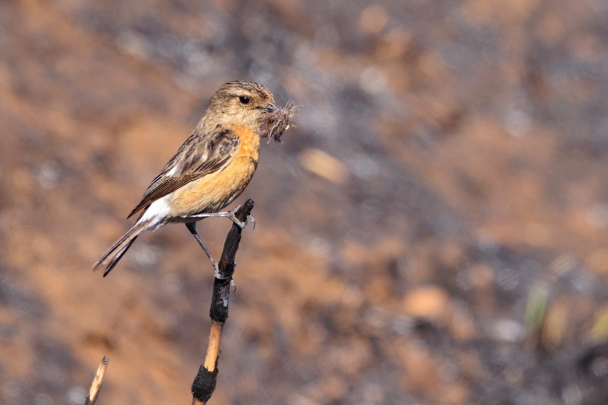 African Stonechat - ML622399539