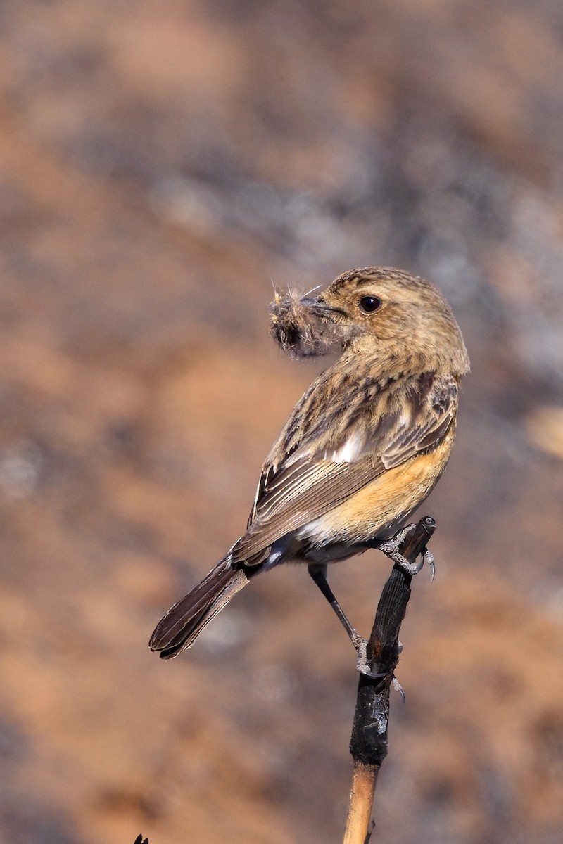 African Stonechat - ML622399540