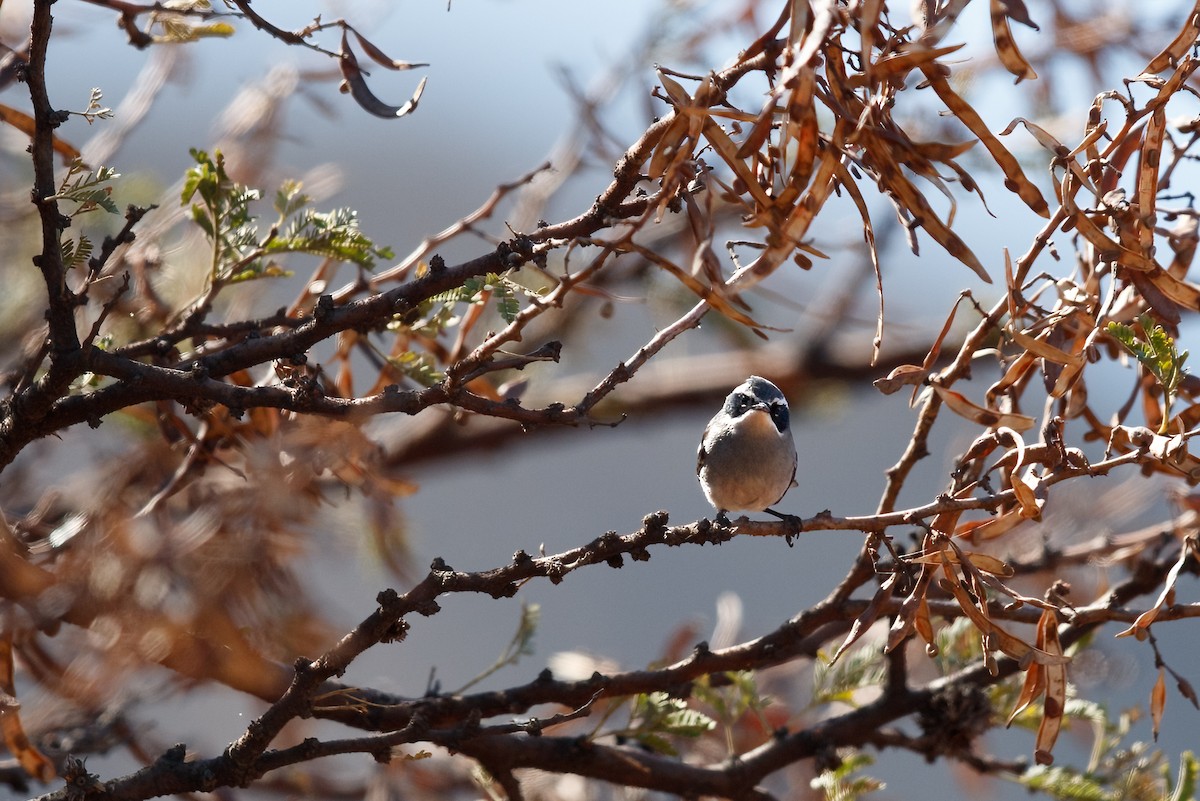 Fairy Flycatcher - ML622399572