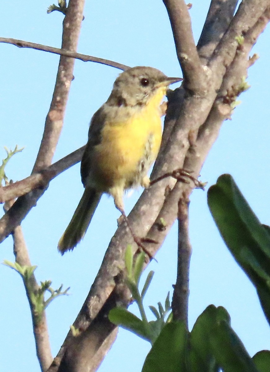 Common Yellowthroat - Nancy Salem