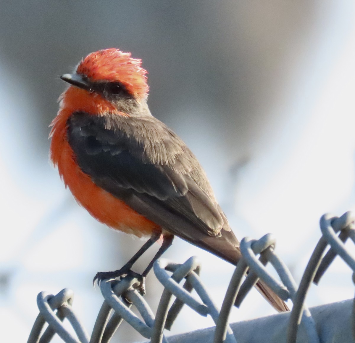 Vermilion Flycatcher - ML622399638