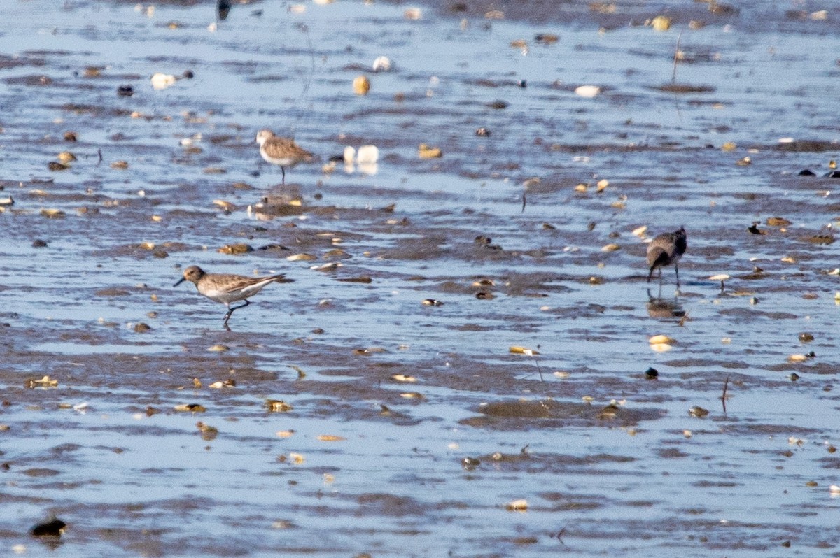 Baird's Sandpiper - ML622399663