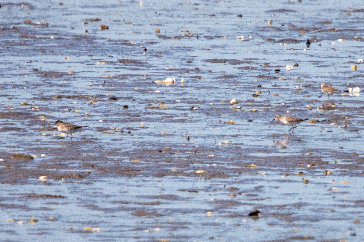 Baird's Sandpiper - ML622399665